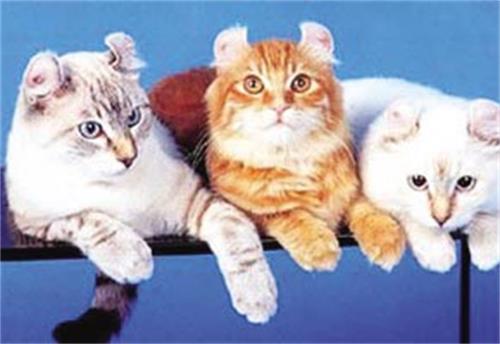 教你如何杜绝买到“星期猫”