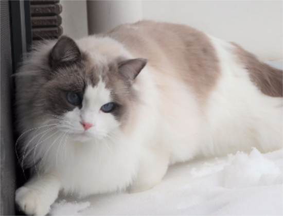 ��żè��Сèע��ʲô