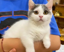 è�Բݣ�������������