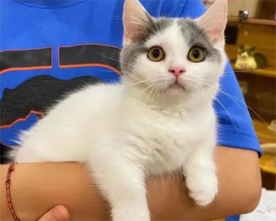 猫吃草,是正常现象吗?