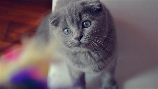 夏天养猫要开空调吗?