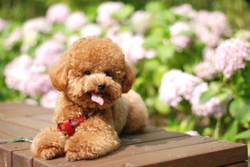 泰迪犬的喂养须知