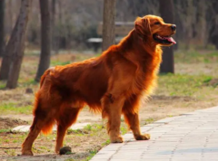 ��ë���˶����Ƕ��ٴ���