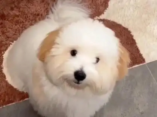 狗狗角膜炎的症状及治疗方法