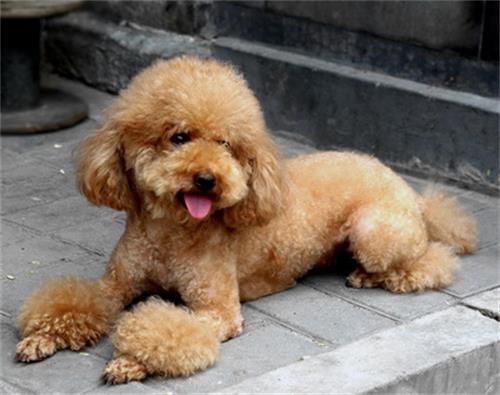 狗狗的尿道感染是怎么回事?