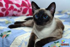 ������è��Ҫ׼��ʲô��