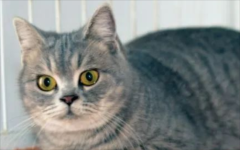 è��Ϊʲô������ͷ��