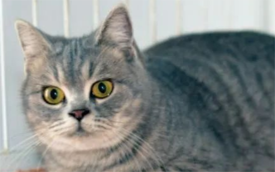 è��Ϊʲô������ͷ��