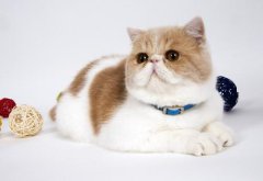 è��ʳ���ȱʲô