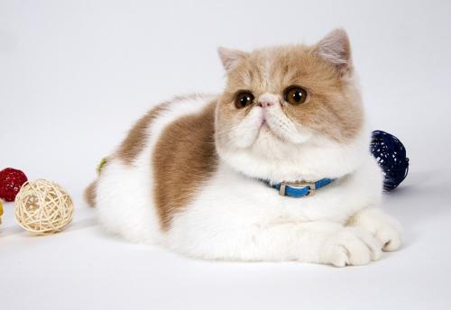 è��ʳ���ȱʲô