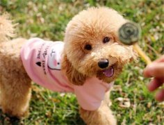 Ϊʲô�����Ȯע������?