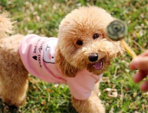 为什么给贵宾犬注射疫苗?