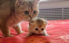 è�Թ�ͷ��к��ԭ����ʲô��