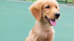 ��ë����ƫ����ô������