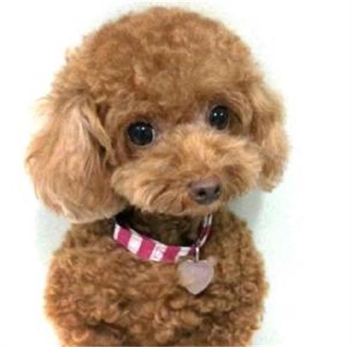 ̩��Ȯ��ë�����Ʒ���