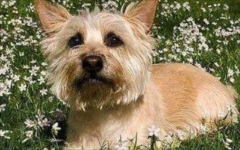 ��������Ӧ�ó�ʲôҩ��