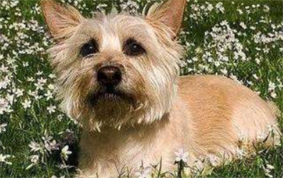 ��������Ӧ�ó�ʲôҩ��