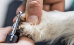 ��ë��ָ����ô����