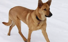 ����Ϊʲô��ý�Ĥ�ף�