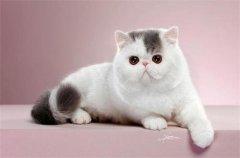 è��ǳ�ϲ����è������Σ����