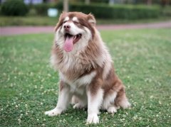 ����˹��Ȯ��ôѵ����С�㣿