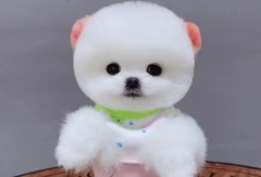 �豭Ȯ�ļ۸��Ƕ��٣�