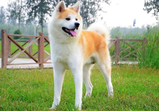 �����ճ����ݻ�����Ҫ��ɵ�������Щ��