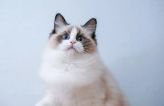 布偶猫产后如何护理