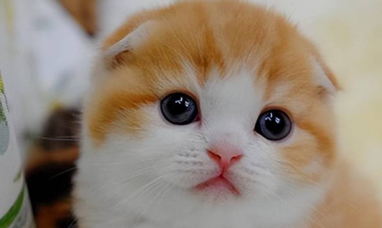 猫咪能喝酸奶么?