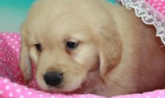 ���ѡ��Ȯ��ë�����䷽