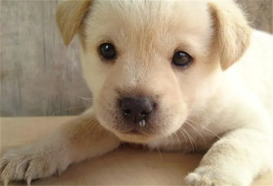 ��������������С��ʶ