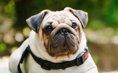 ������������������ĸ�����