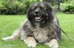 ����������͸ɿȳ�ʲôҩ��