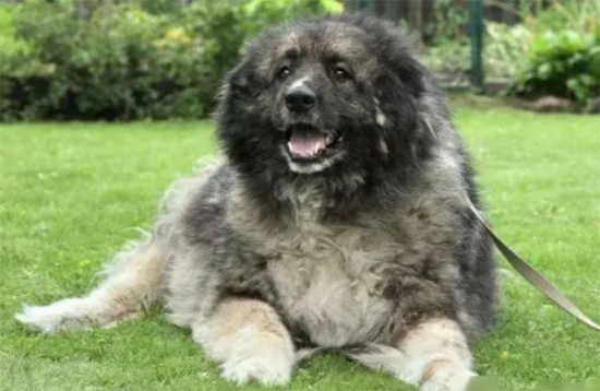 ����������͸ɿȳ�ʲôҩ��