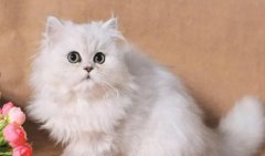 è��һ����Ҫιʳ���ٷ���