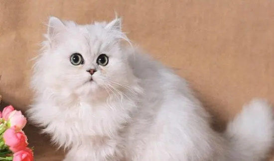 è��һ����Ҫιʳ���ٷ���