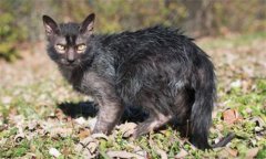 è��һ������Ӧ��˯�߼���Сʱ��