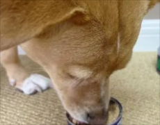 �������ëȮ������ͷ��