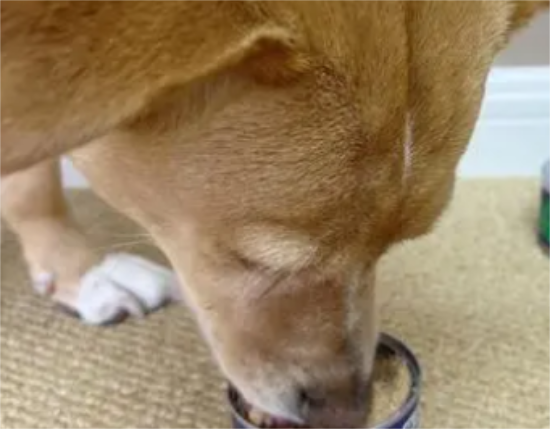 �������ëȮ������ͷ��