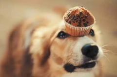 ��ë�����ĸ������Լ۱ȸ�