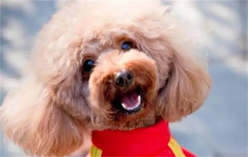 ����������������ô����