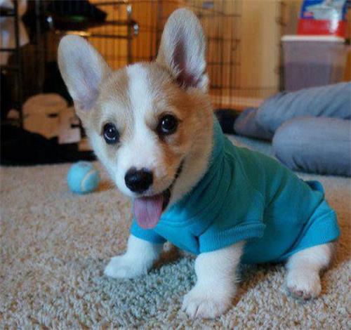 С���۾����к�ɫ������ô����