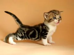 è����������ҩ��ʹ�÷���