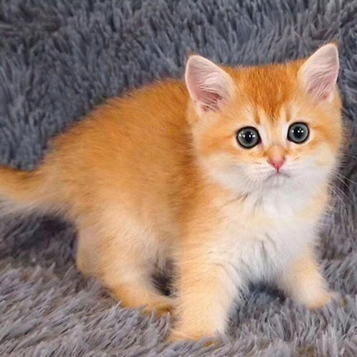 ��ο���è��֫�����ԣ�