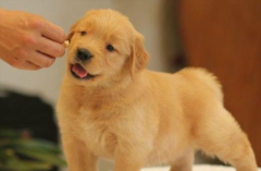 ��ë��ʲô��ʳ�ȽϺ���