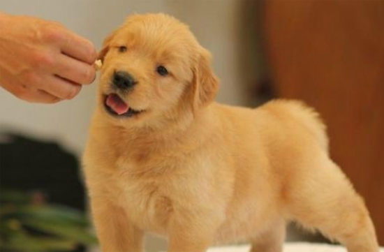 ��ë��ʲô��ʳ�ȽϺ���