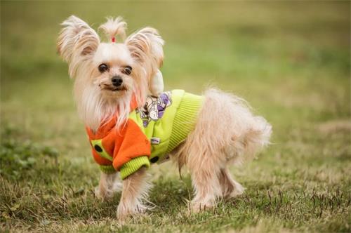 ����Ϊʲô�ܰ���β�ͺ�ƨƨ��