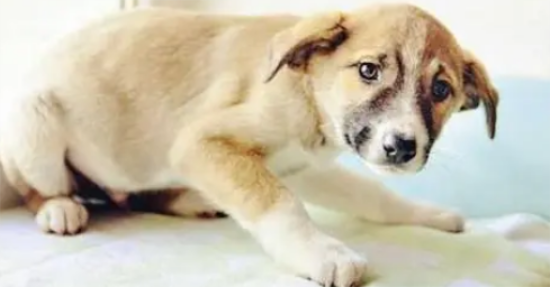 �������ݴ�������ͣ��ʲôԭ��