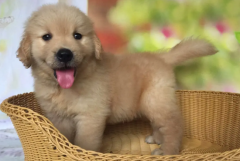 ��ô��ȷ����ë��Ȯ��