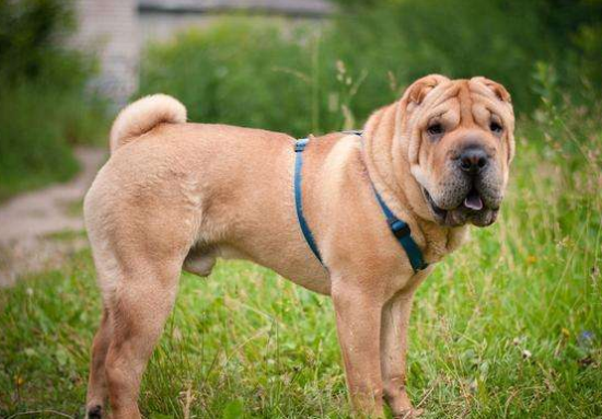 ��ô����ѡ�����ĸɳƤ����